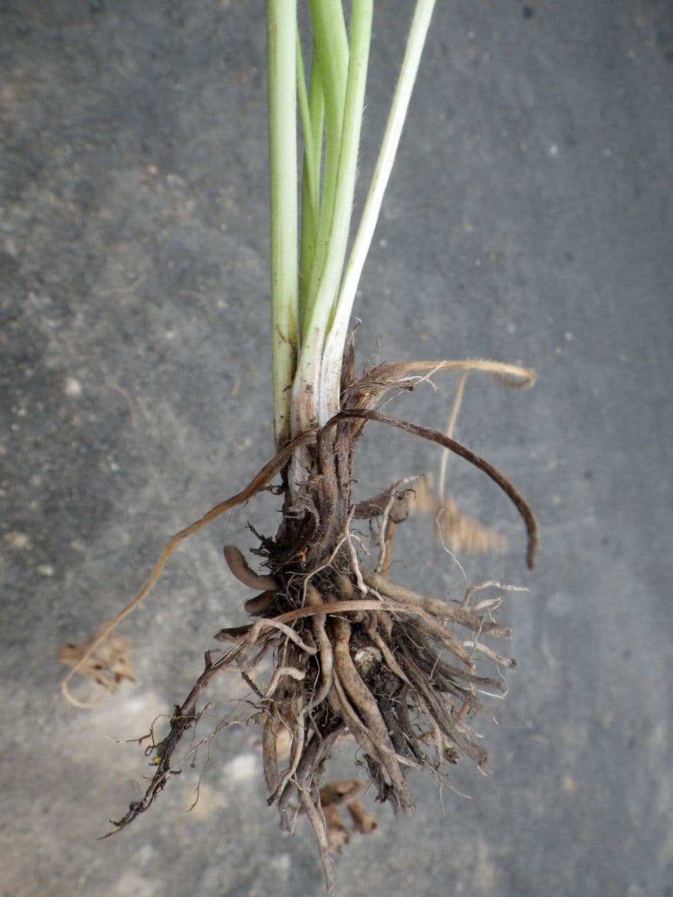 Ranuncolo macrophyllus 11