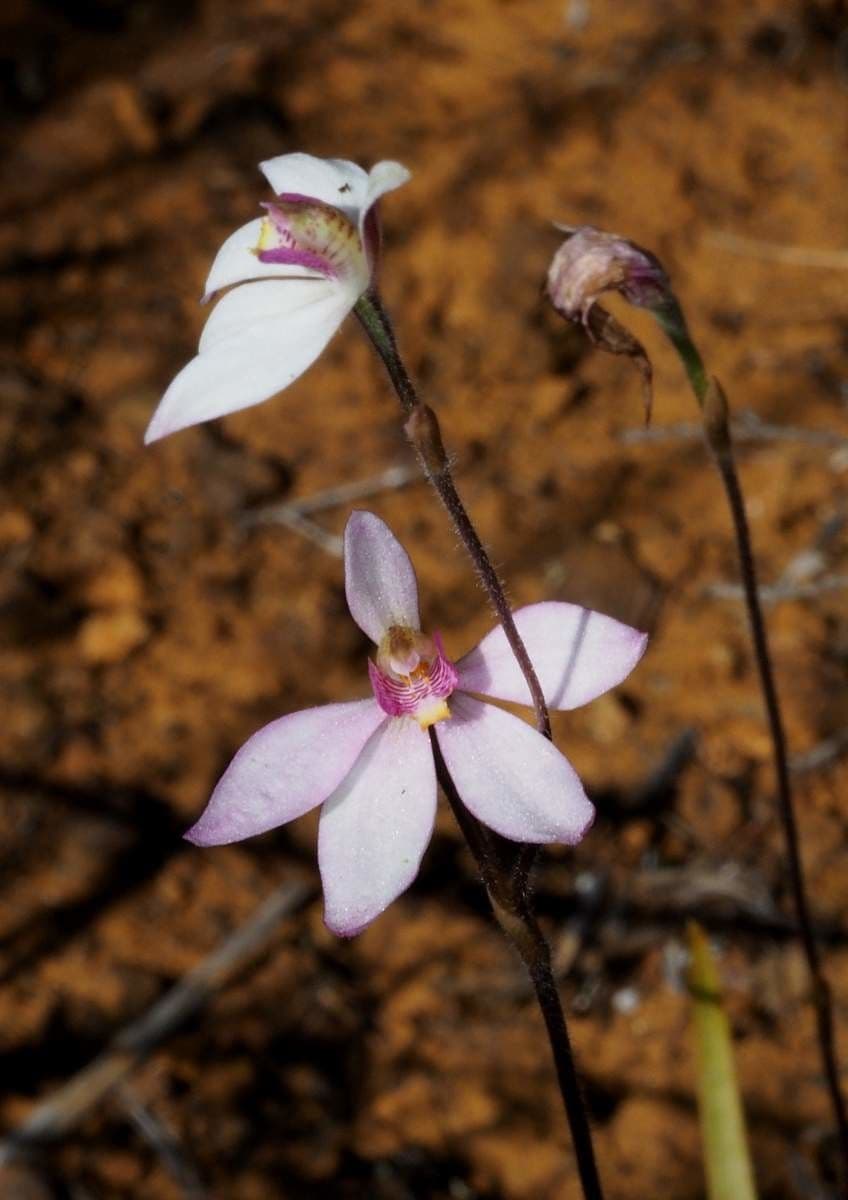 Caladenia 8