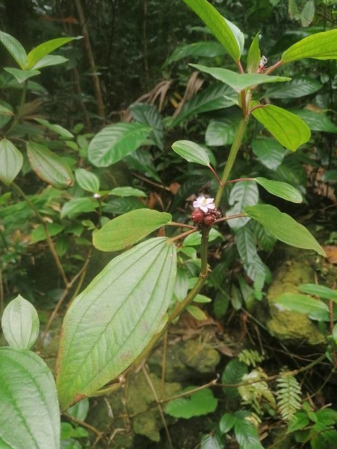 Mauritius-Tristemma 11