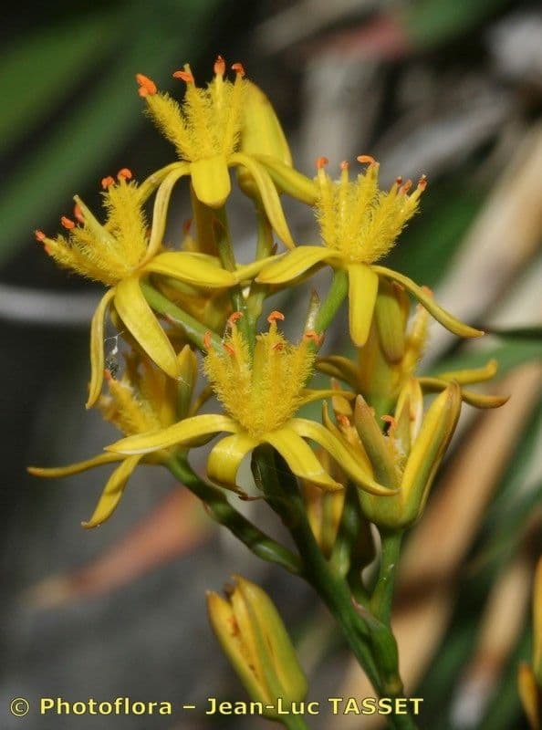 Narthecium 2