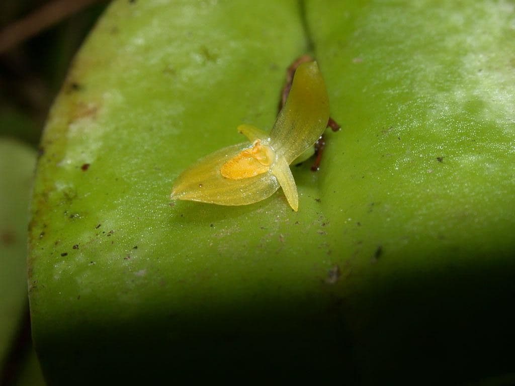 Pleurothallis