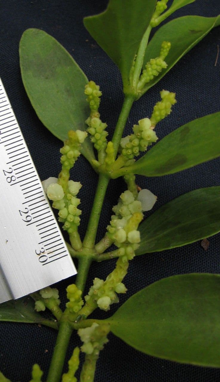 Dendrophthora 3