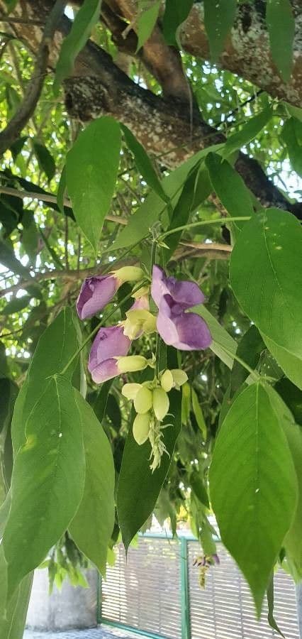 Clitoria fairchildiana 16