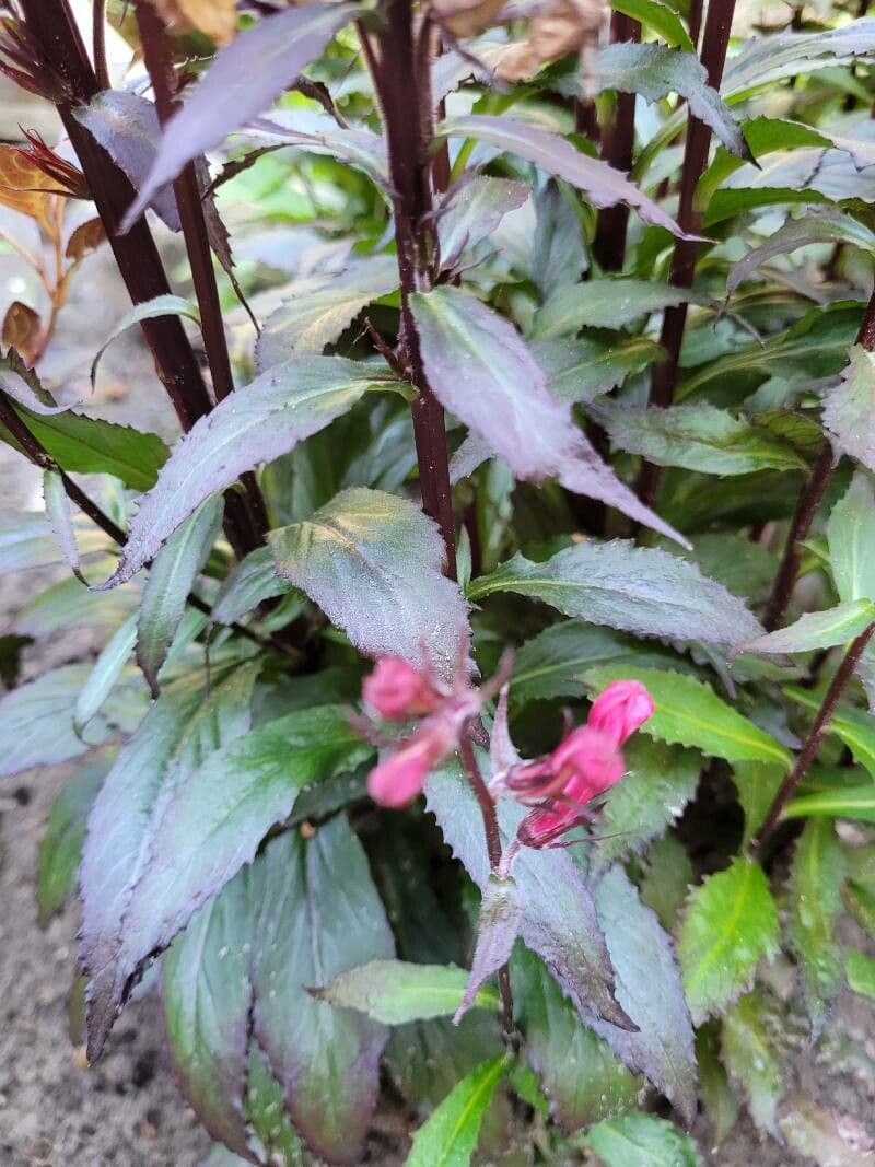 Lobelia cardinale 17
