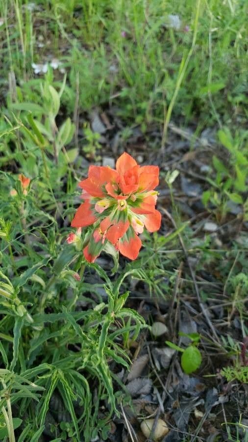 Castilleja 3
