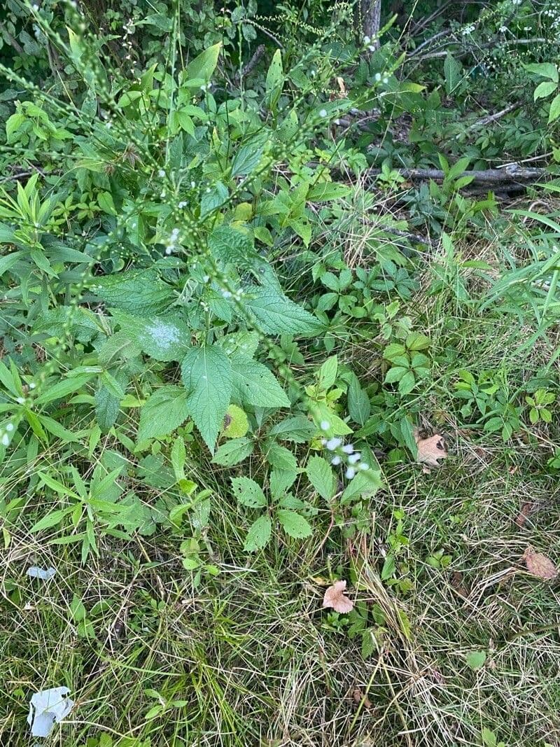 Verbena orticifolia 9