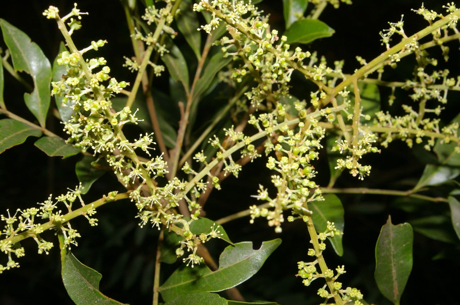 Matayba 5
