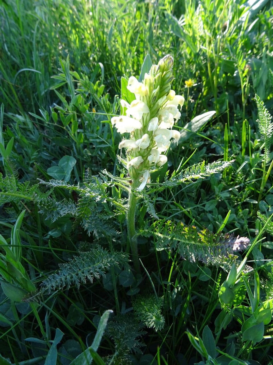 Pedicularis comosa 16