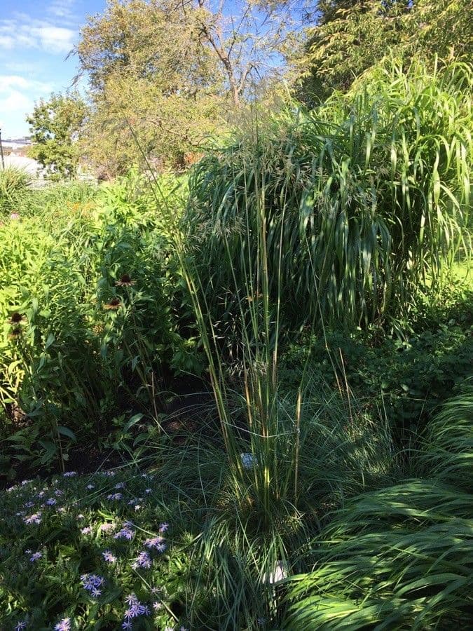 Stipa 7