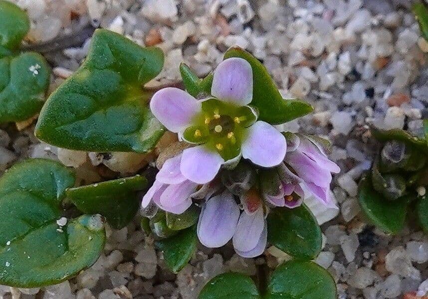 Coclearia danese 10