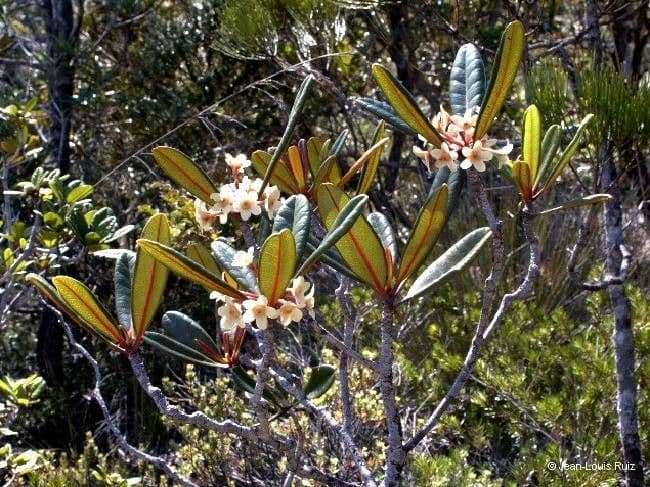 Baloghia 9
