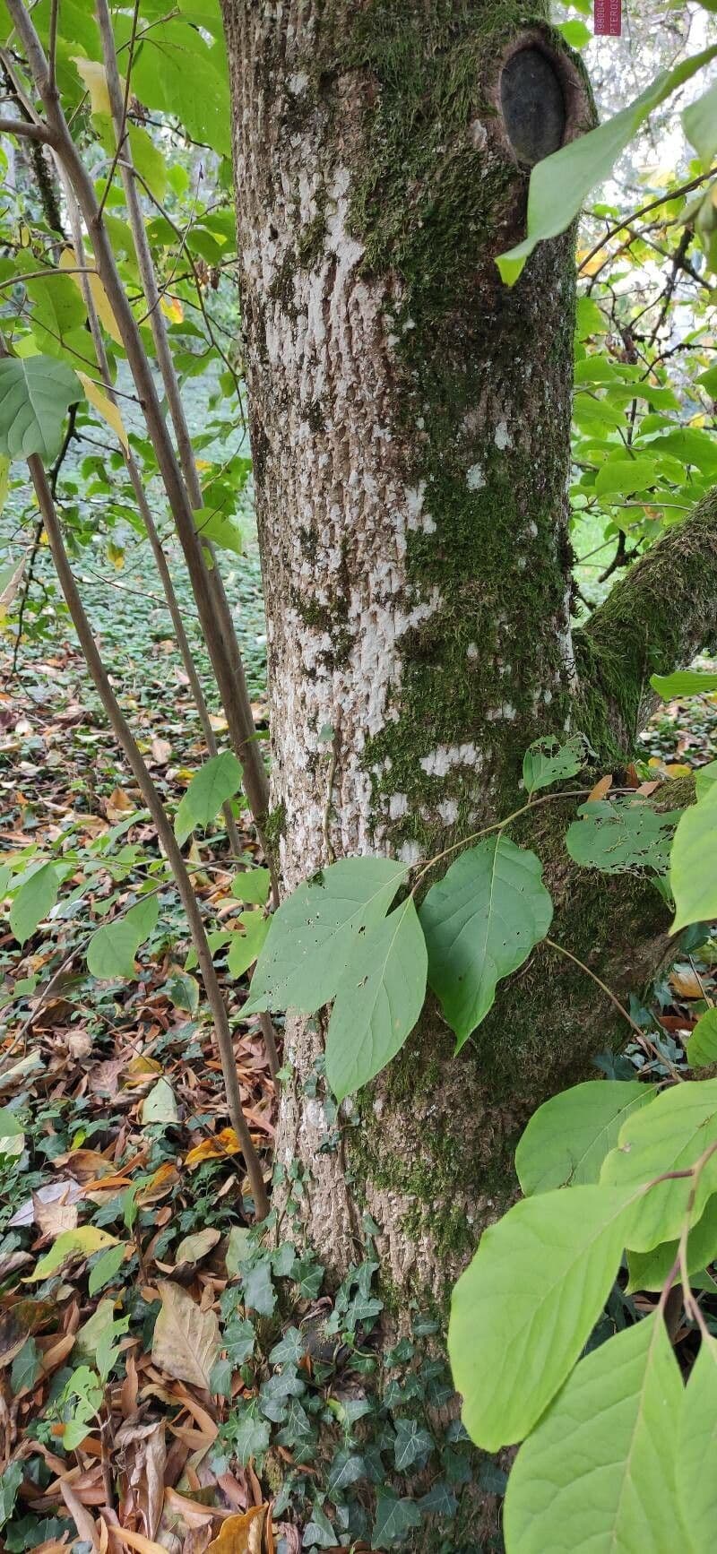 Pterostyrax 11