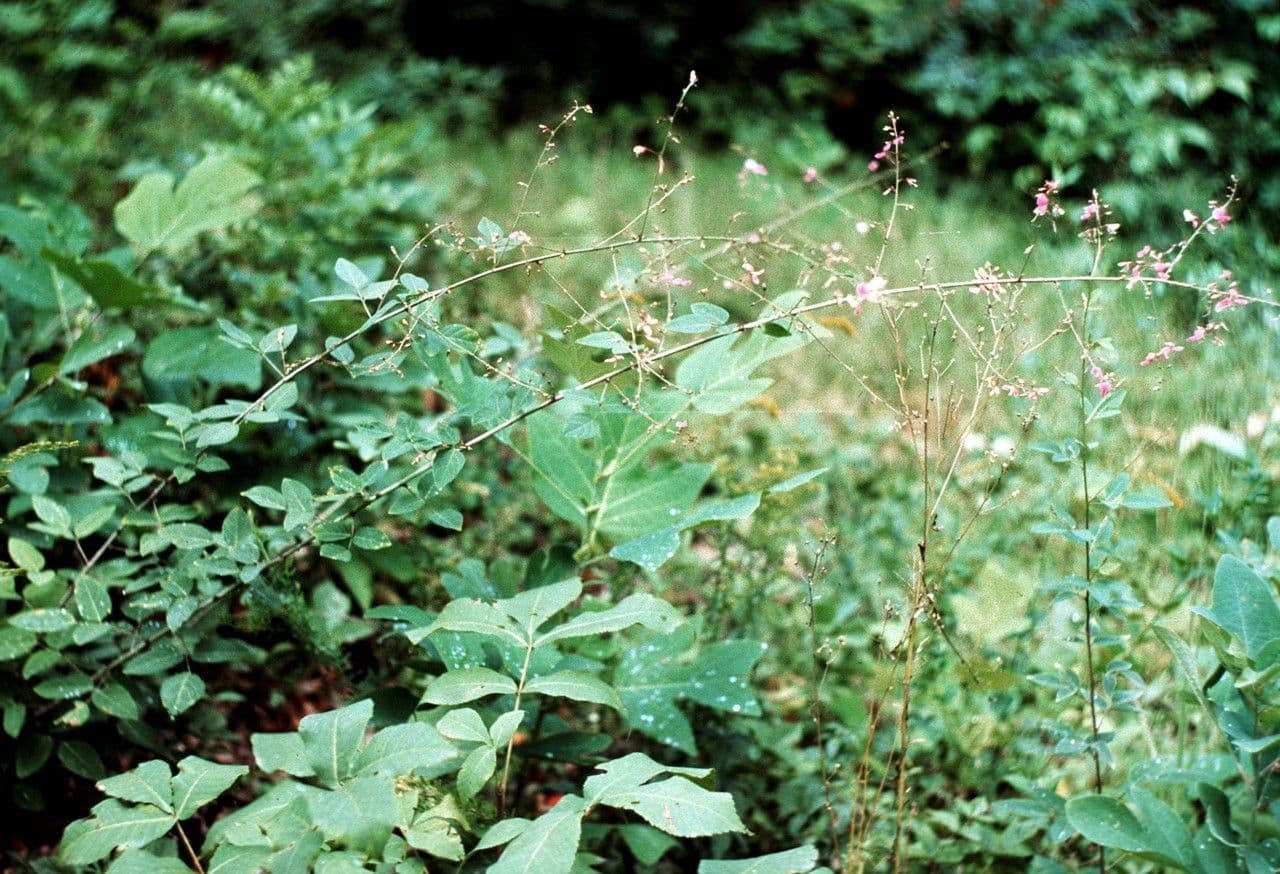 Desmodium glabellum