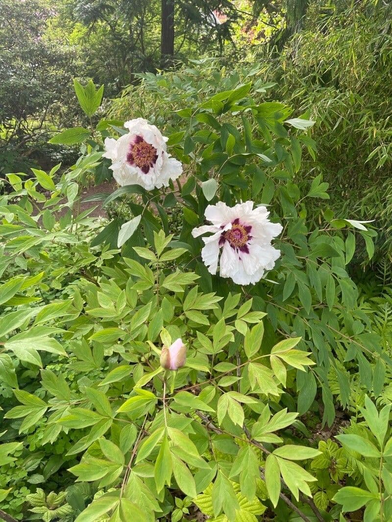 Peonia 5