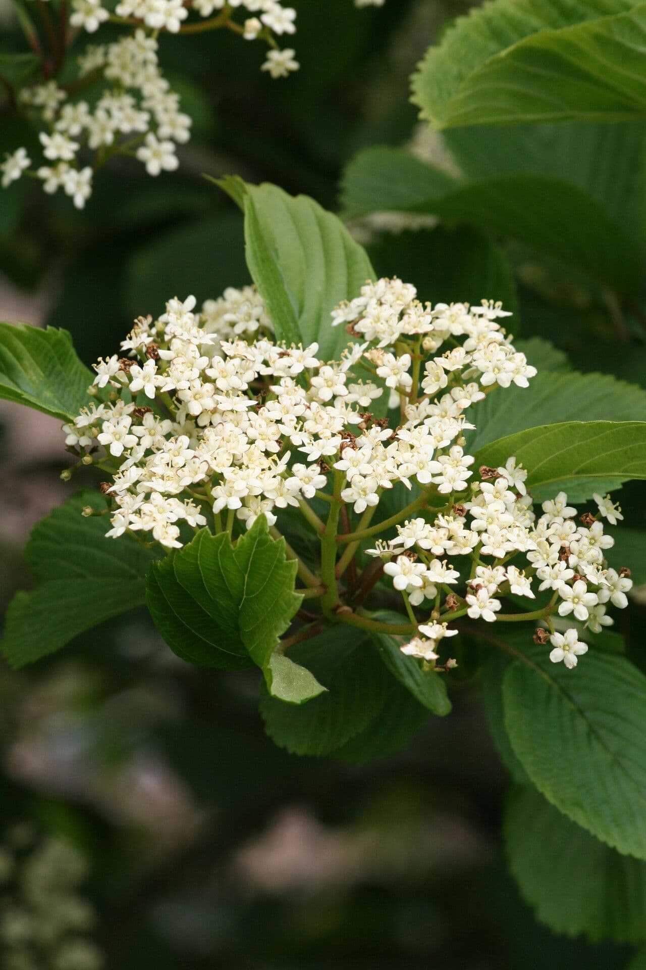 Viburno di Siebold 6