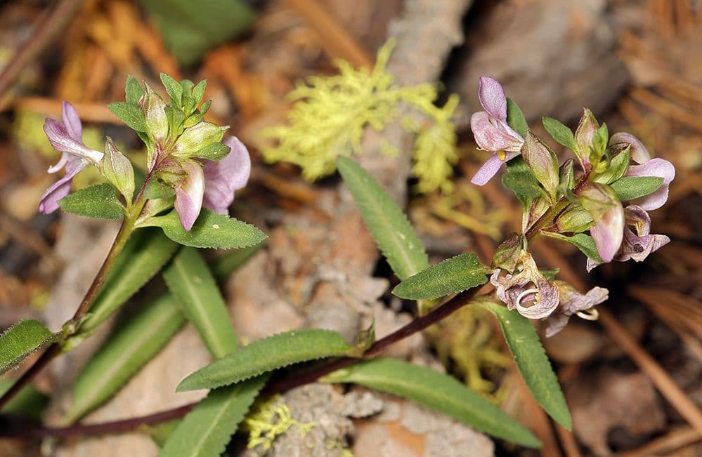 Pediculare a grappoli 12