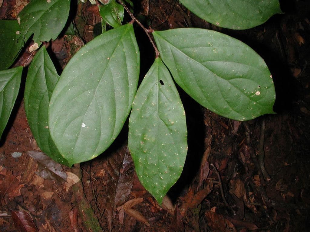 Licania 4