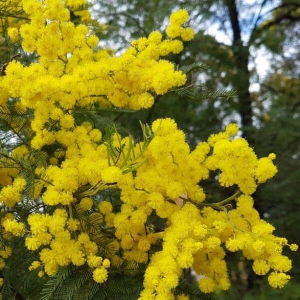 Mimosa 9