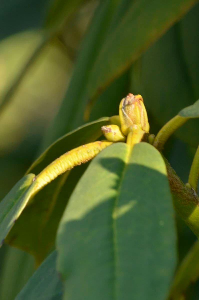 Rododendro 11