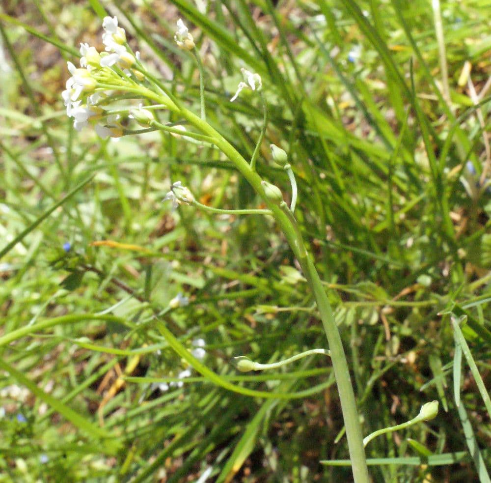 Calepina irregular 29