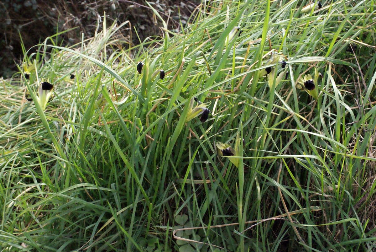 Iris tuberoso 14