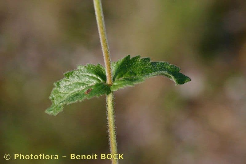 Veronica orsiniana 19