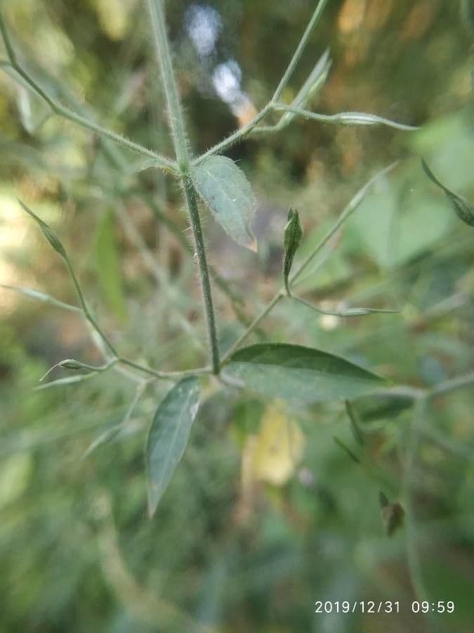 Dicliptera resupinata 10
