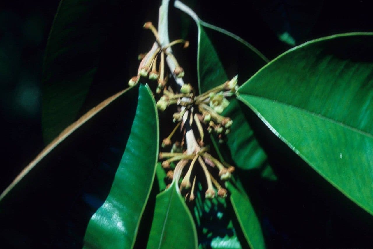 Mela stellare 6