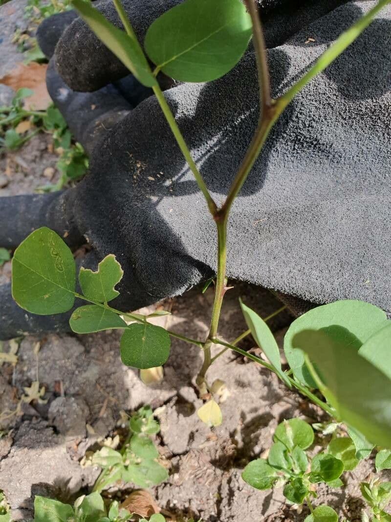 Robinia ispida 26