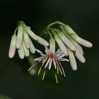 Nabalus