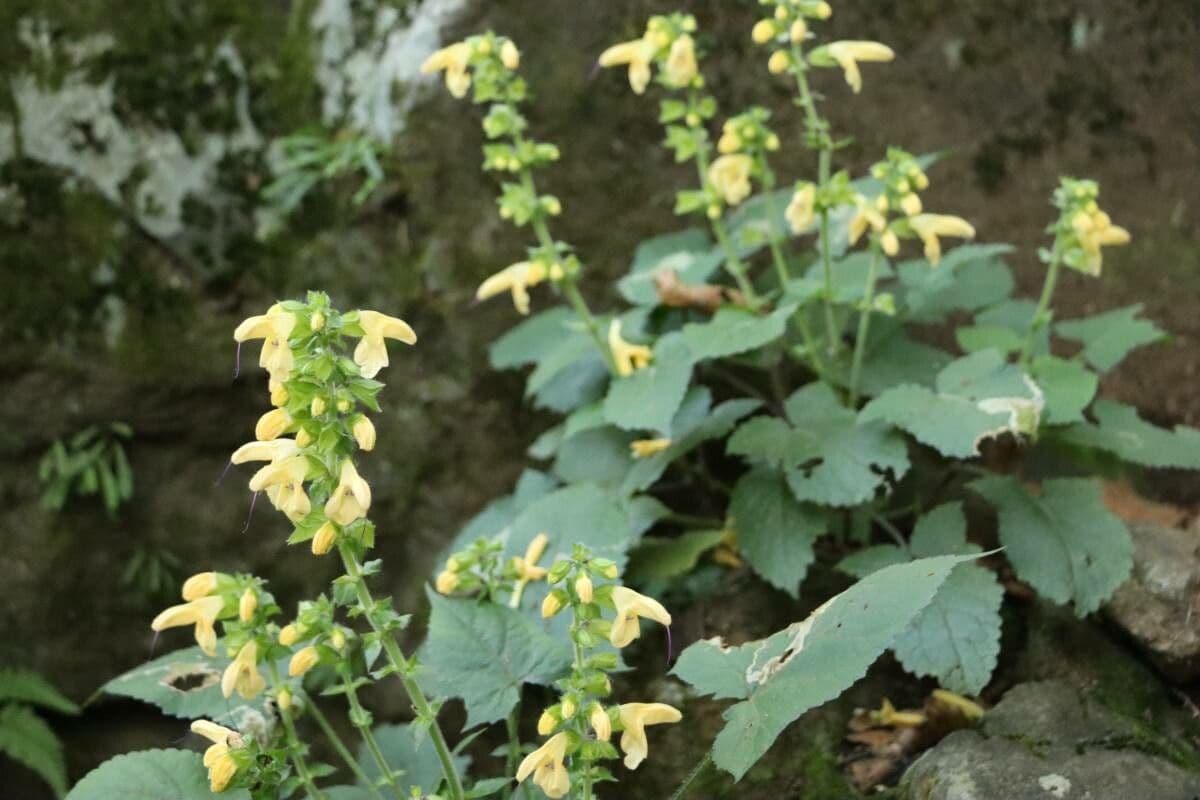 Salvia