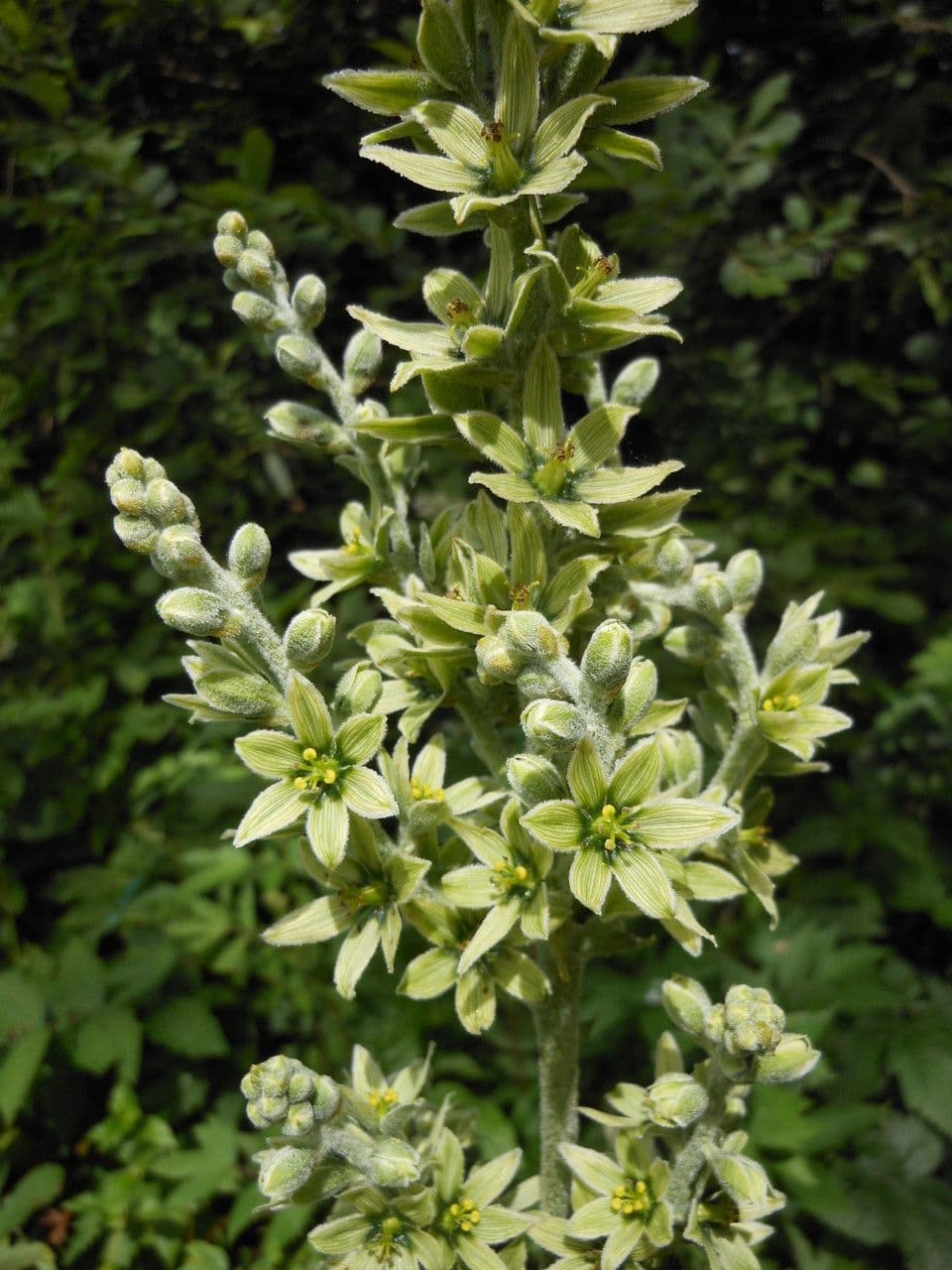 Vedegambre blanco 27