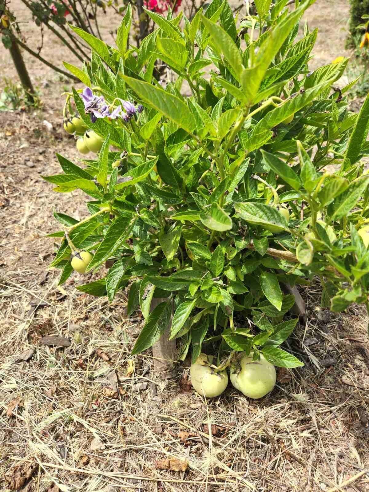 Pepino 14