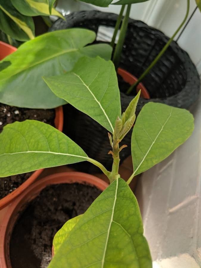Avocado 20