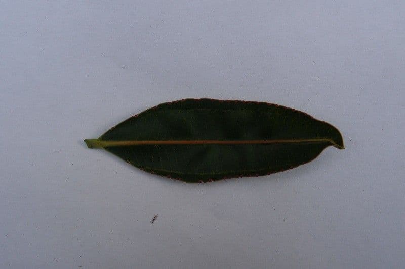 Stillingia 25