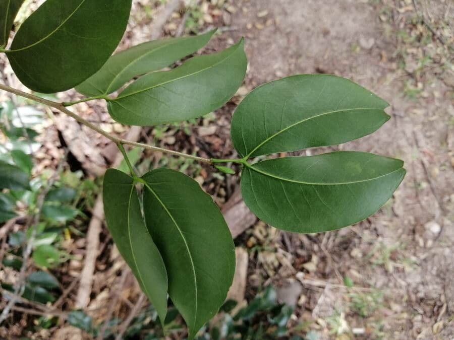 Hymenaea courbaril 14
