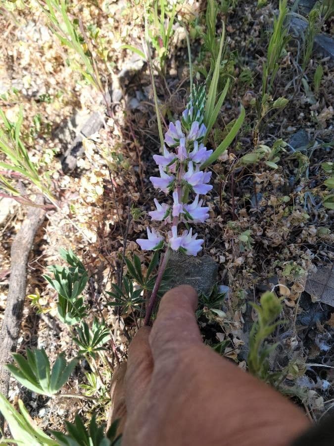 Dichtblütige Lupine 12