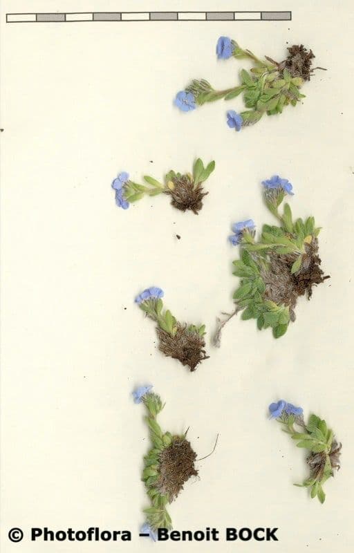 Eritrichium nanum 18