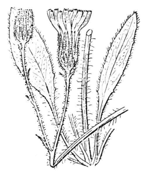 Jura-Habichtskraut
