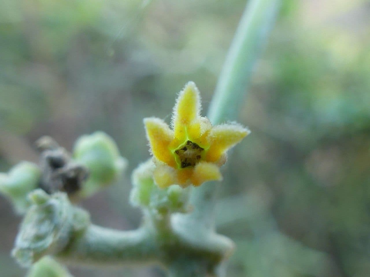 Leptadenia madagascariensis 4