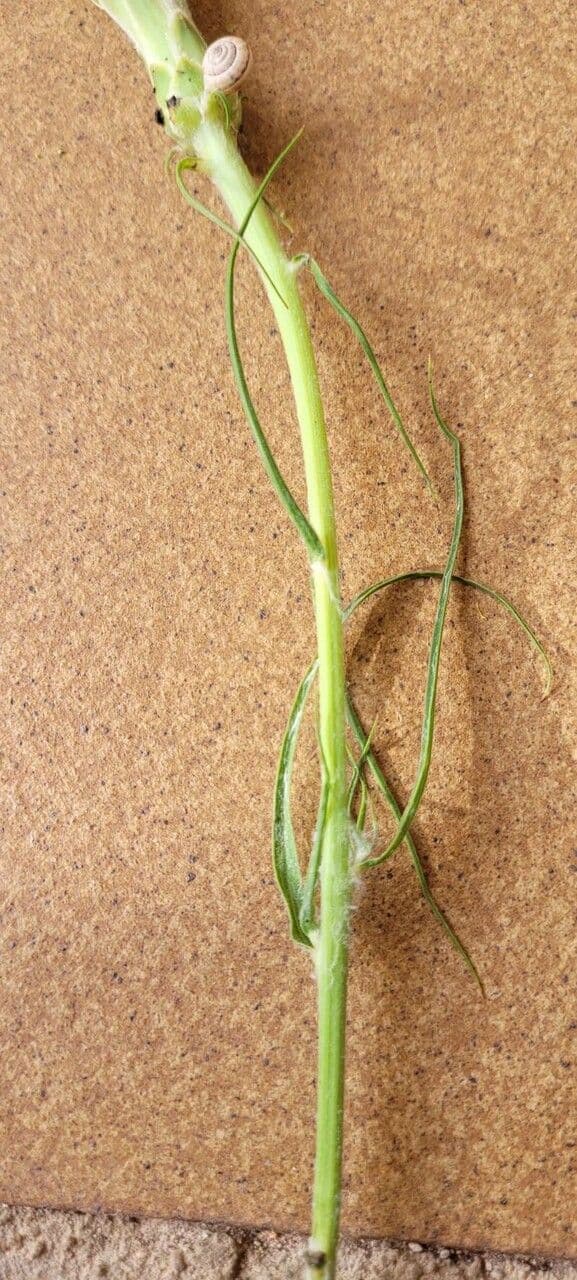 Scorzonera graminifolia 12