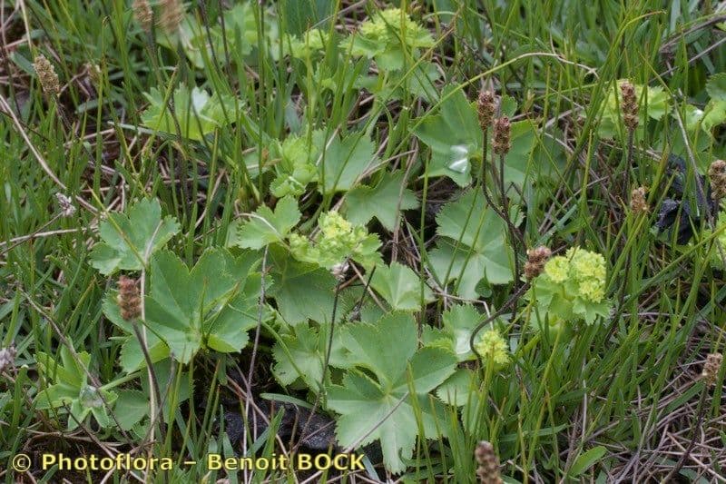 Alchemilla coriacea 8
