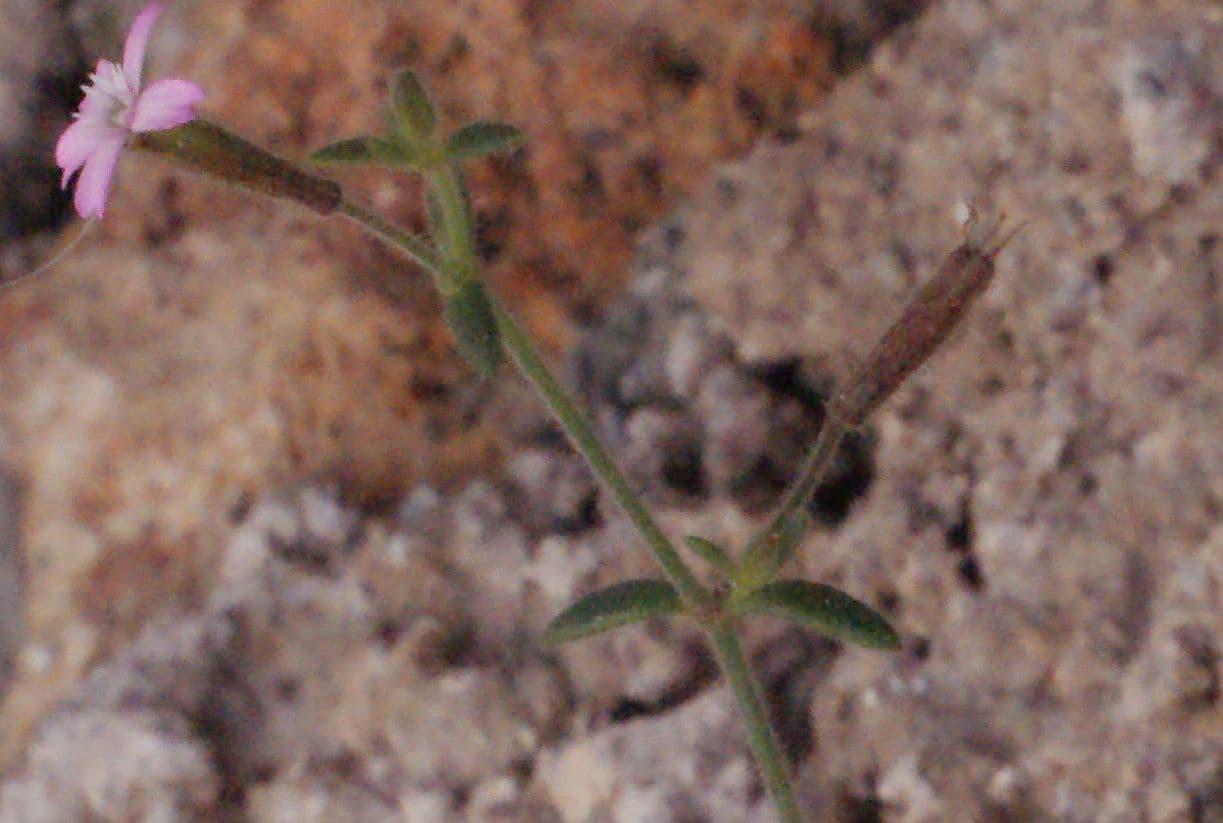Pine-loving Campion 3