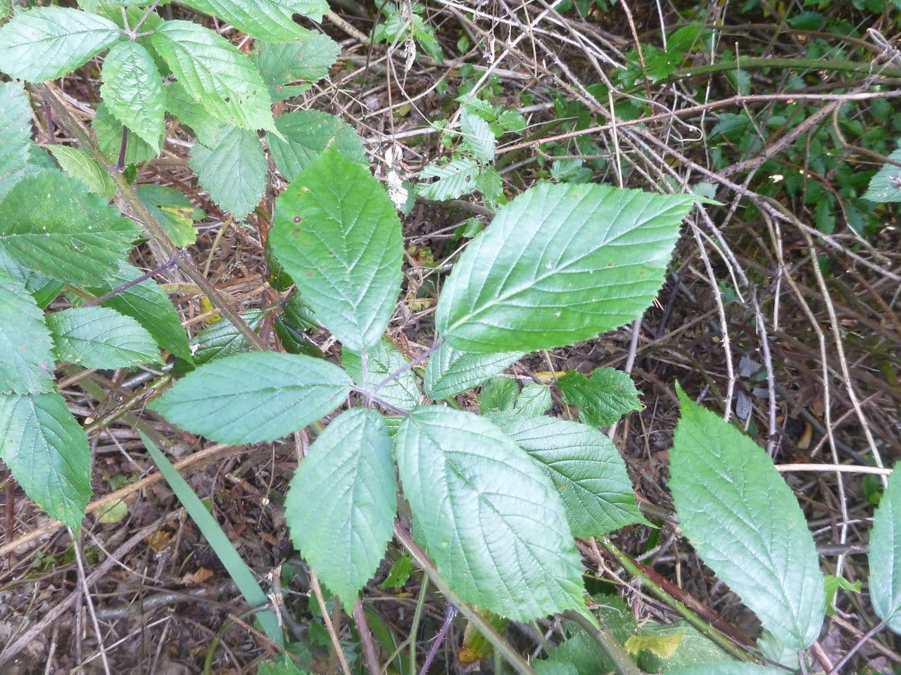 Rubus rudis 6