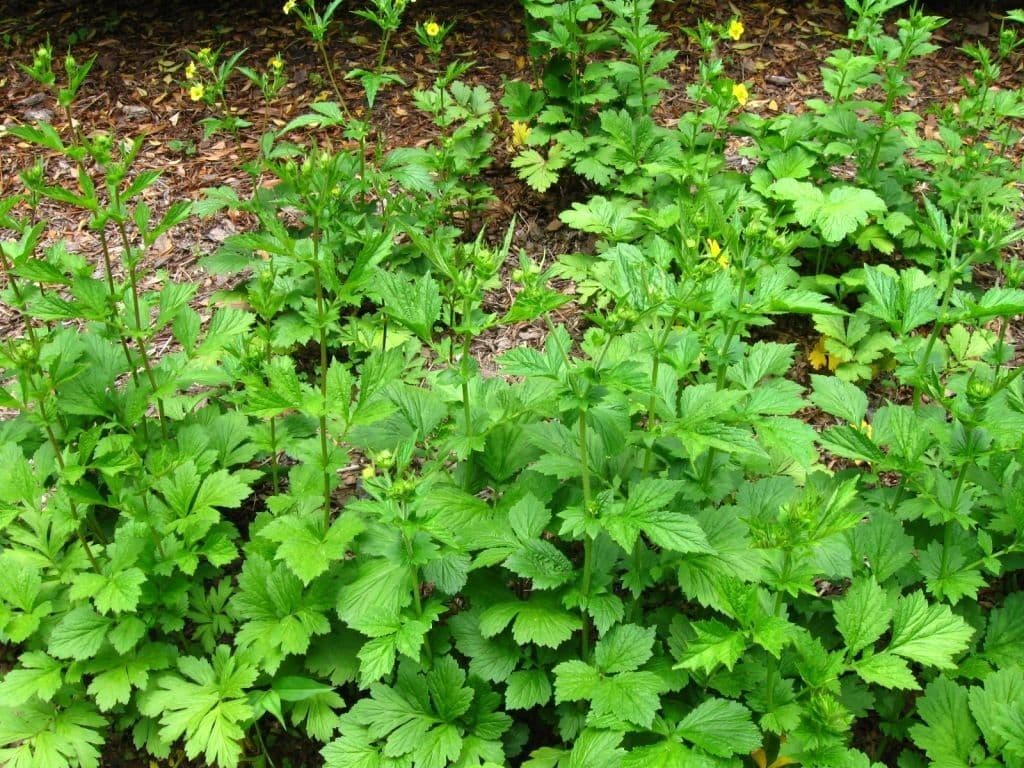 Geum de Alepo 11