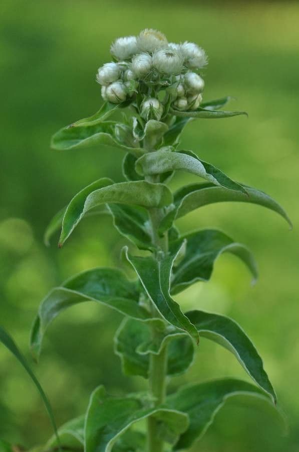 Stinkende Strohblume 6