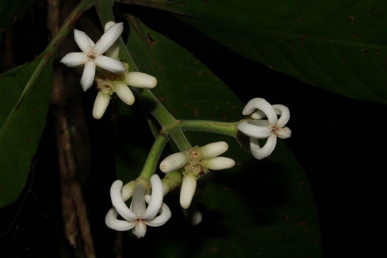 Psychotria 2