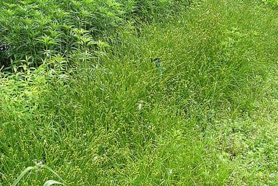Carex normal 5