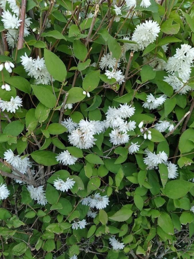 Deutzia gracilis 5