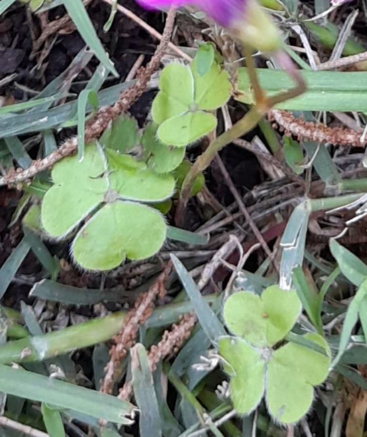 Acetosa 6